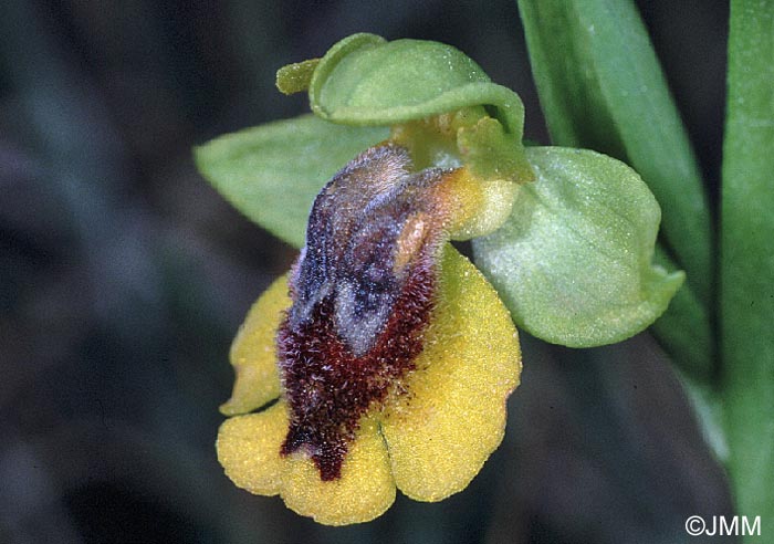 Ophrys lutea