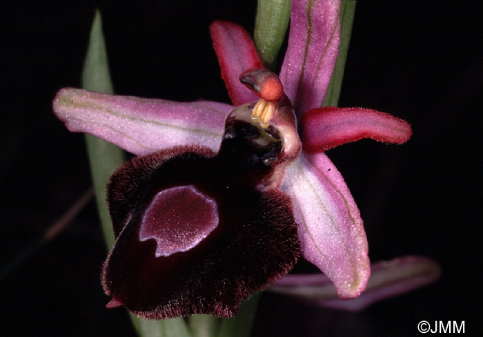 Ophrys magniflora