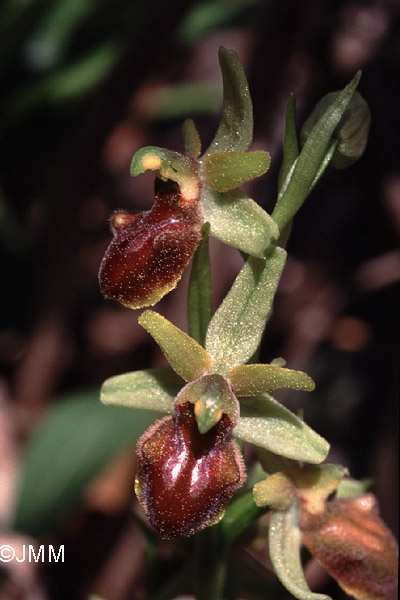 Ophrys massiliensis