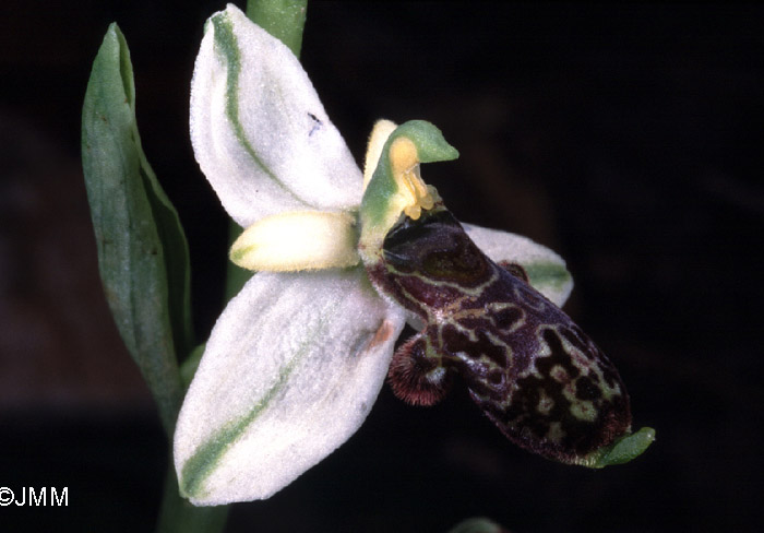 Ophrys philippi