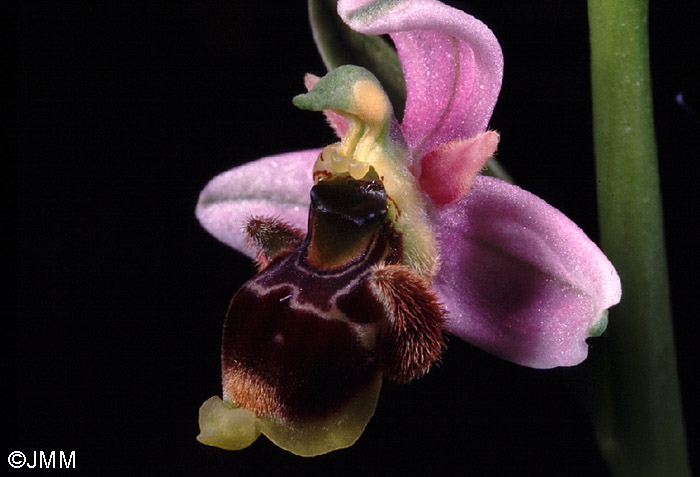 Ophrys santonica