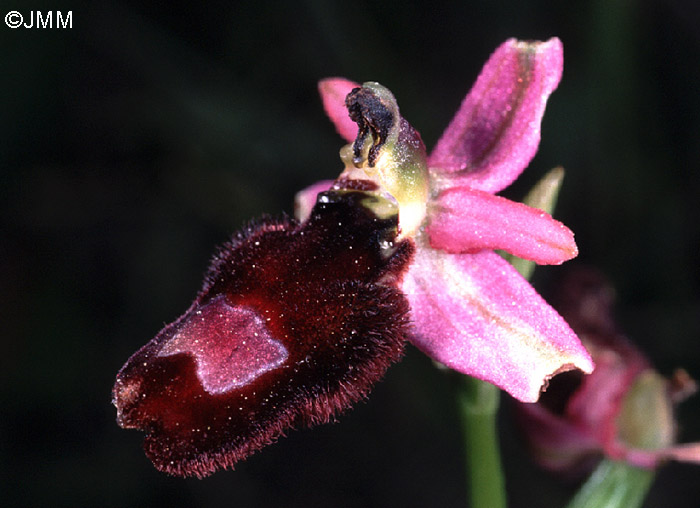 Ophrys saratoi