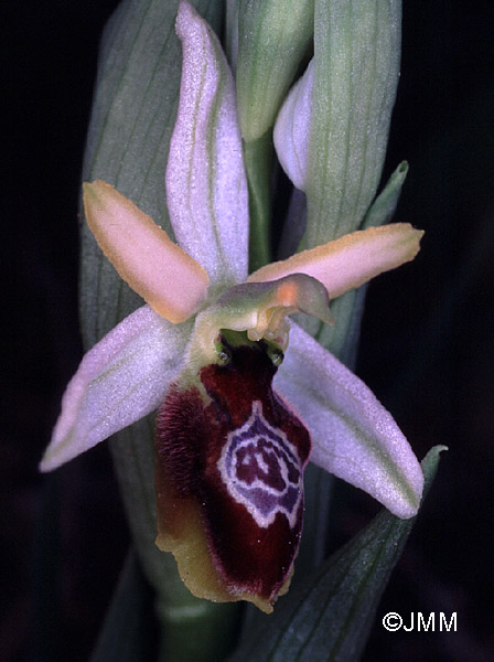 Ophrys splendida