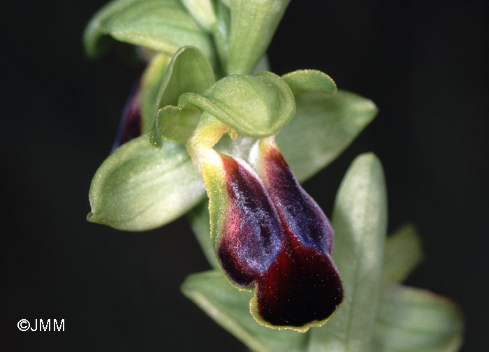 Ophrys sulcata