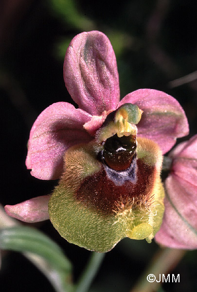 Ophrys grandiflora