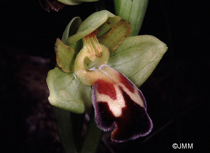 Ophrys vasconica