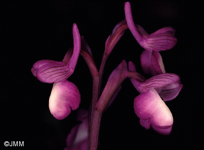 Orchis champagneuxii 