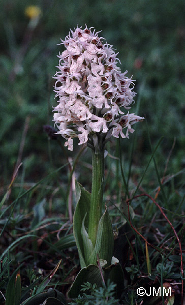 Orchis conica