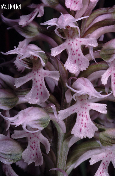 Orchis conica