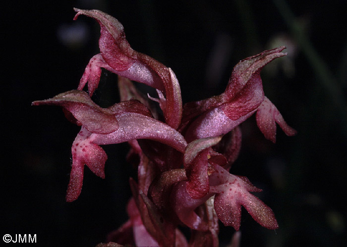 Orchis coriophora subsp. martrinii