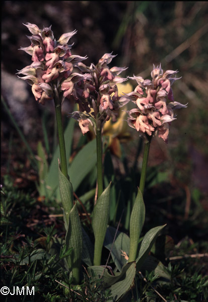 Orchis lactea