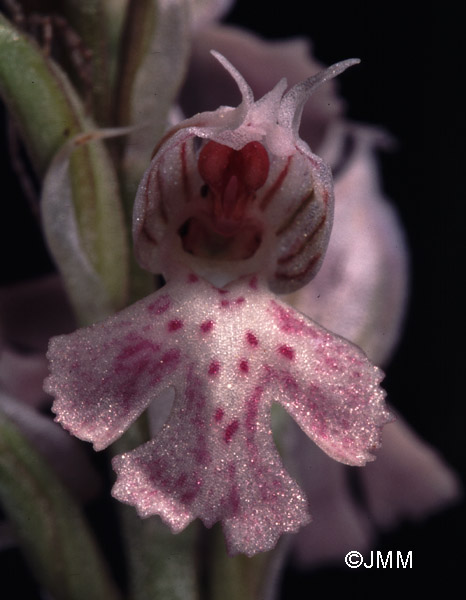 Orchis lactea