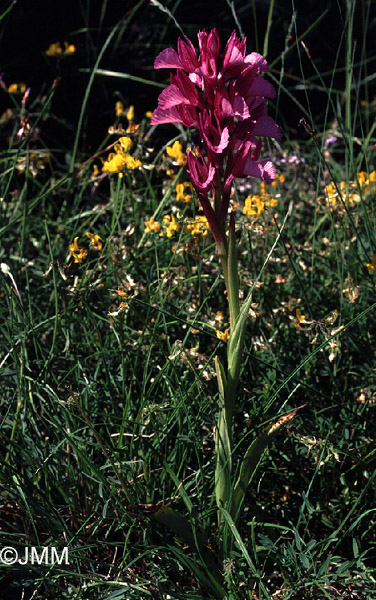 Orchis papilionacea var. grandiflora