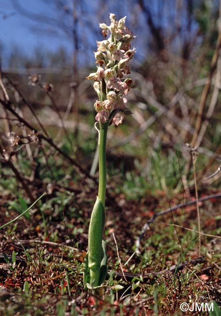 Orchis lactea = Neotinea lactea = Odontorchis lactea
