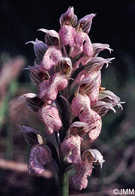 Orchis lactea = Neotinea lactea = Odontorchis lactea