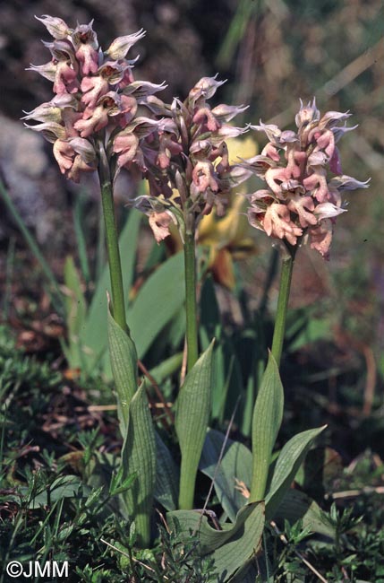 Orchis lactea = Neotinea lactea = Odontorchis lactea