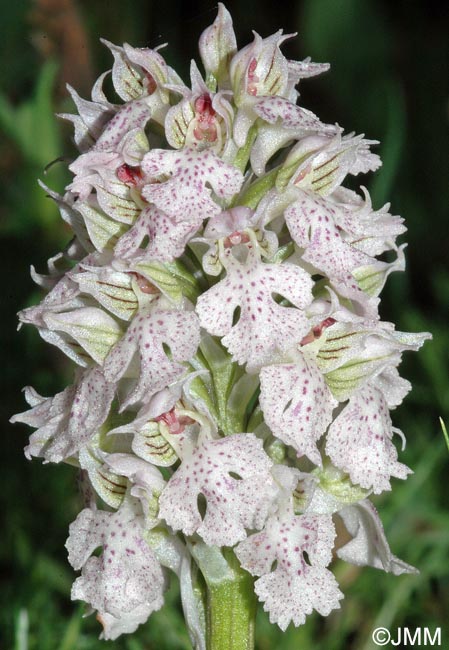 Orchis lactea = Neotinea lactea = Odontorchis lactea