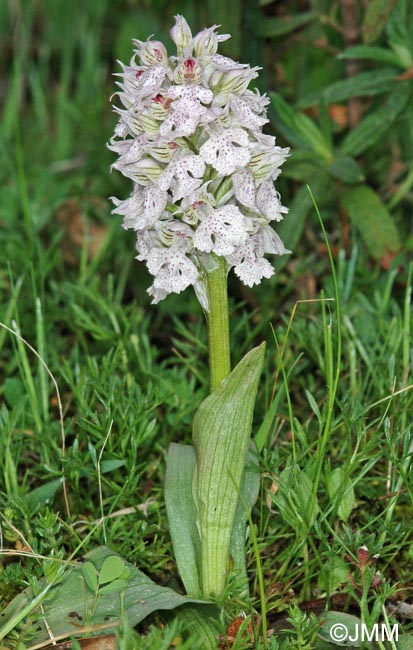 Orchis lactea = Neotinea lactea = Odontorchis lactea