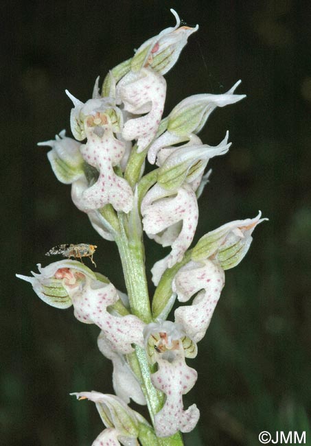 Orchis lactea = Neotinea lactea = Odontorchis lactea