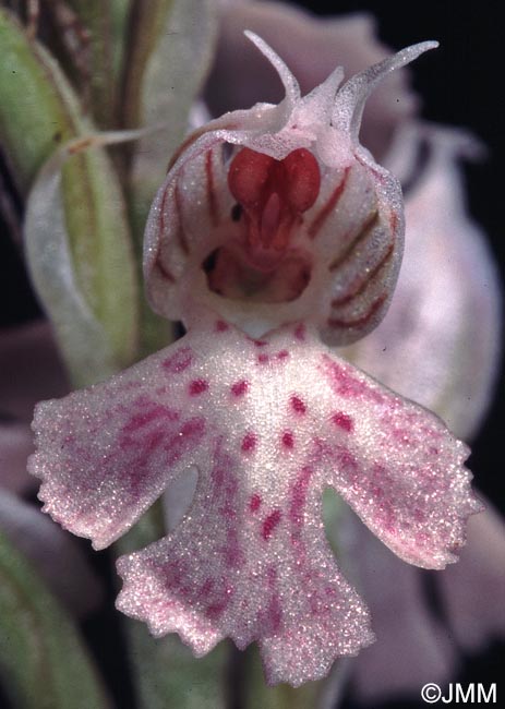 Orchis lactea = Neotinea lactea = Odontorchis lactea