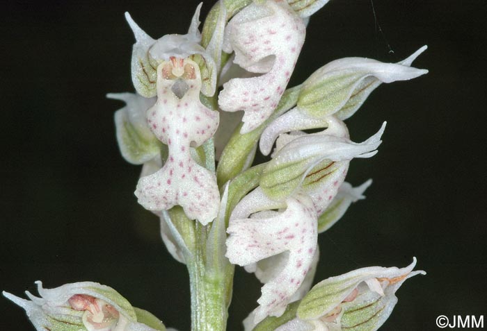 Orchis lactea = Neotinea lactea = Odontorchis lactea