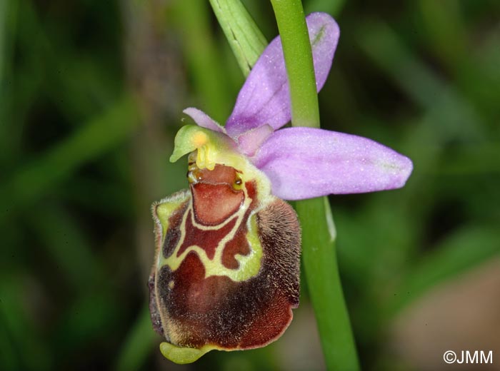 Ophrys aegirtica