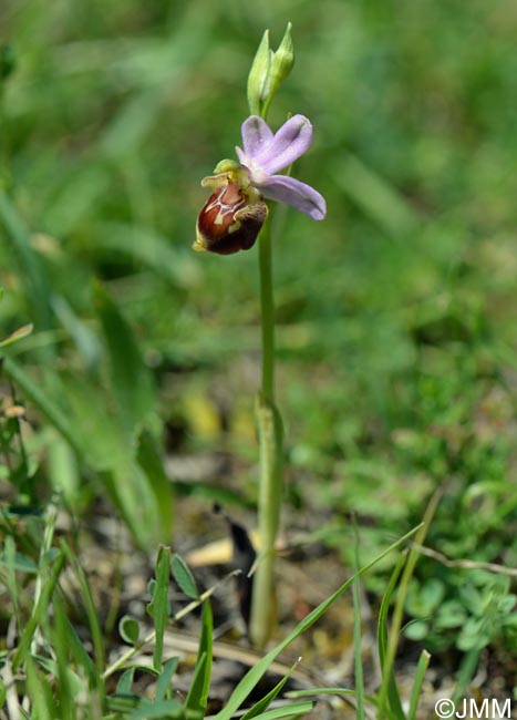 Ophrys aegirtica