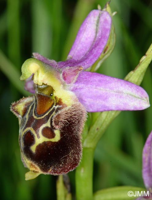 Ophrys aegirtica