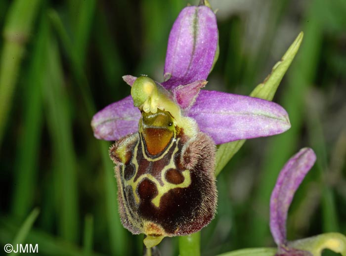 Ophrys aegirtica