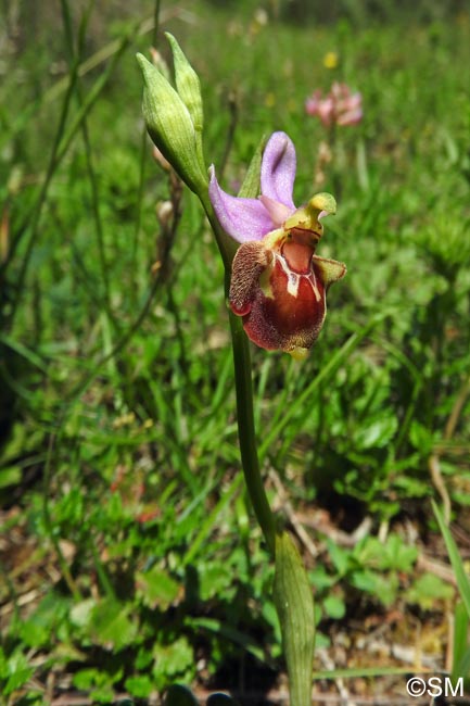 Ophrys aegirtica