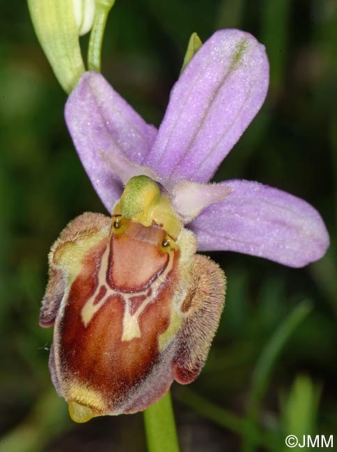 Ophrys aegirtica