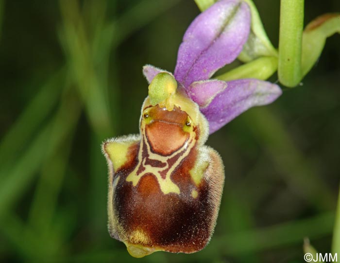 Ophrys aegirtica