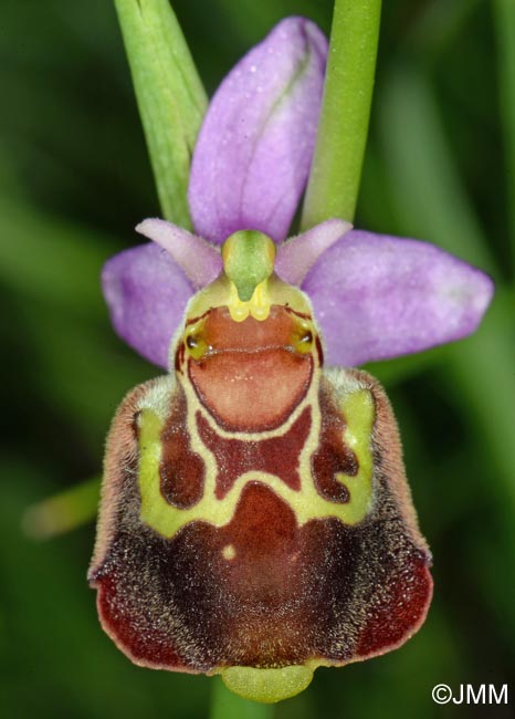 Ophrys aegirtica