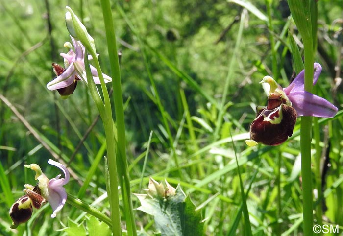 Ophrys picta & Ophrys aegirtica