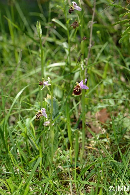 Ophrys picta & Ophrys aegirtica