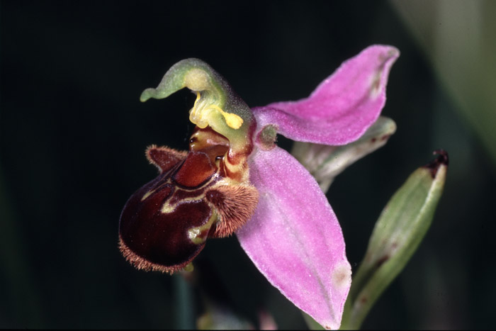 Ophrys apifera