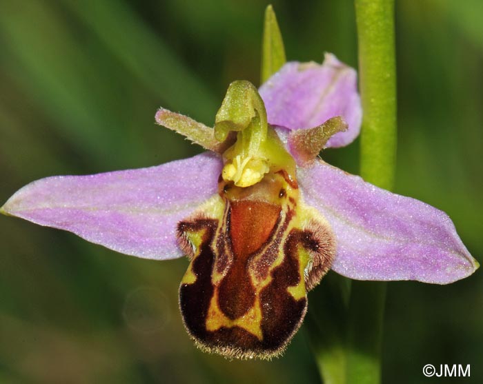 Ophrys apifera f. aurita