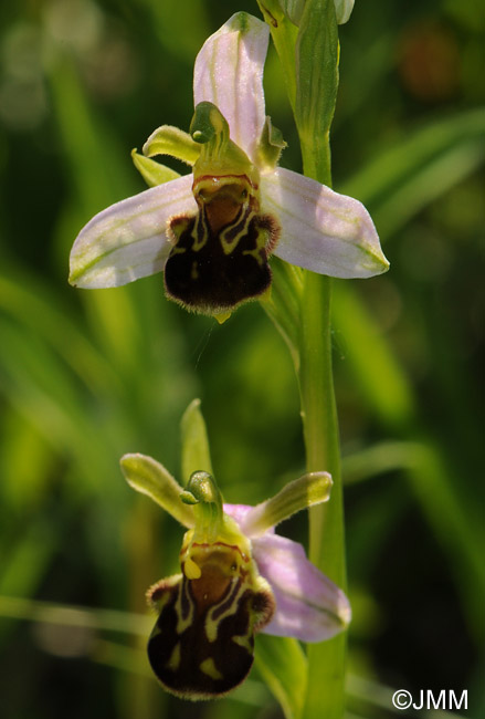 Ophrys apifera f. aurita