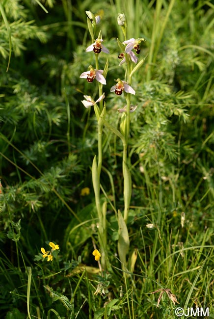 Ophrys apifera f. aurita