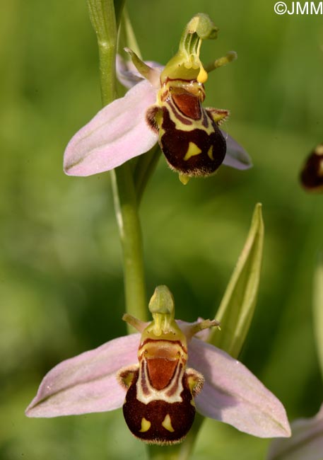 Ophrys apifera f. aurita