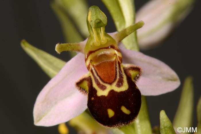 Ophrys apifera f. aurita