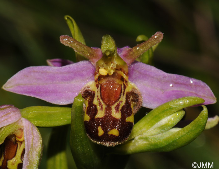 Ophrys apifera f. aurita