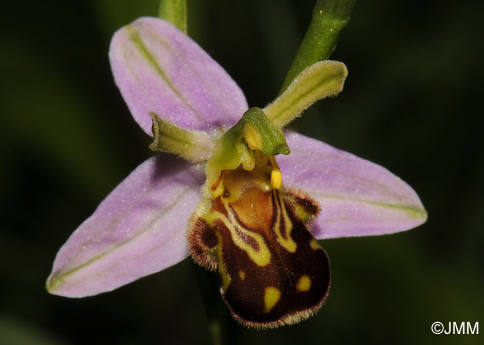 Ophrys apifera f. aurita