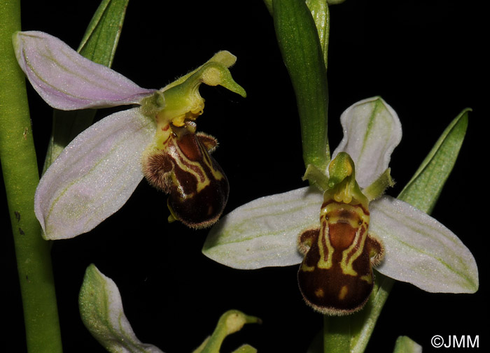 Ophrys apifera f. aurita