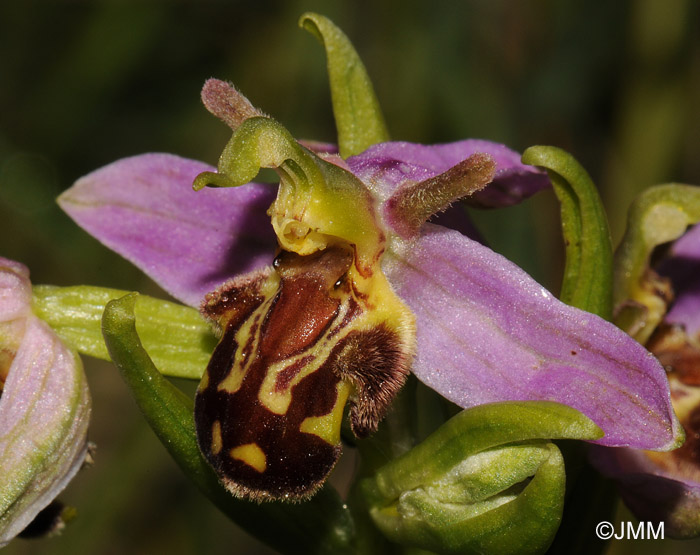 Ophrys apifera f. aurita