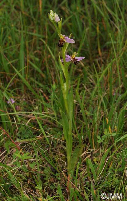 Ophrys apifera f. aurita