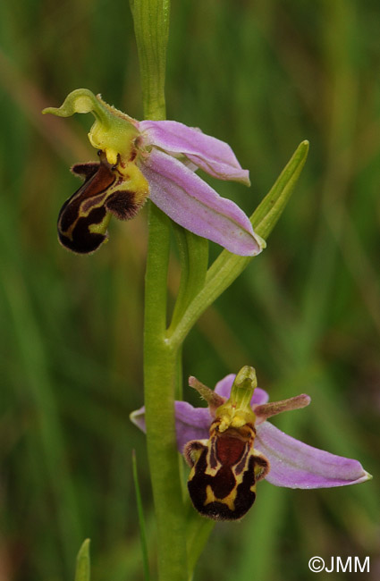 Ophrys apifera f. aurita