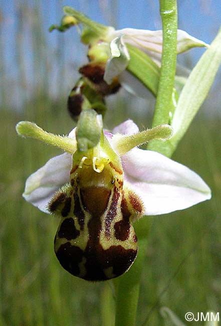 Ophrys apifera f. aurita