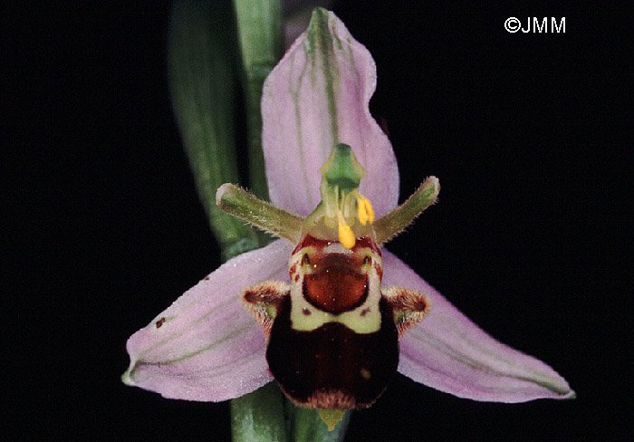 Ophrys apifera f. aurita