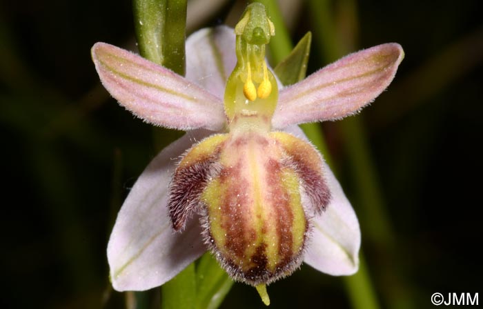 Ophrys apifera f. austroalsatica